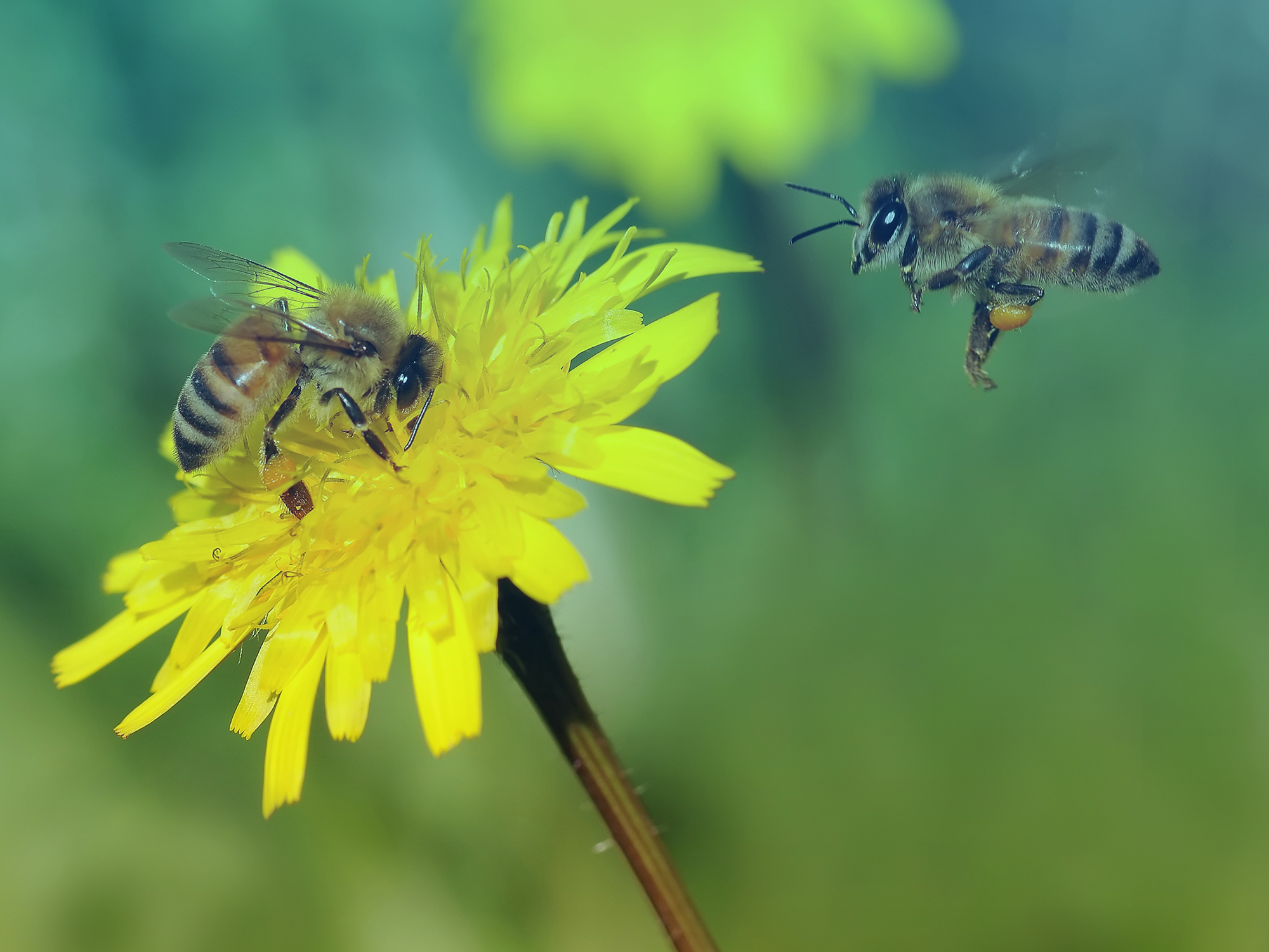 about-pri-survey-your-views-on-biodiversity-data-pri